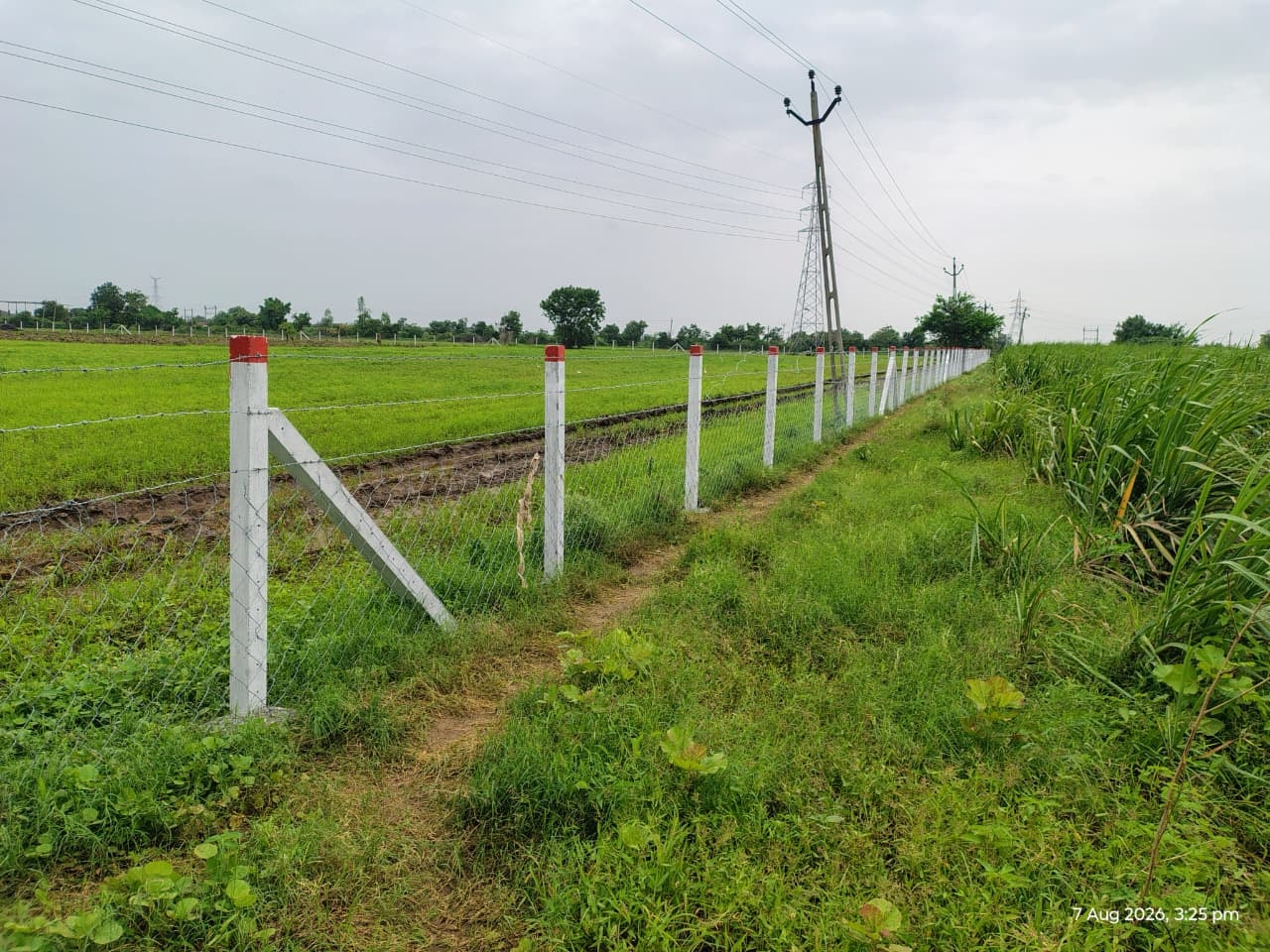 Fenced green farmland beneath power lines